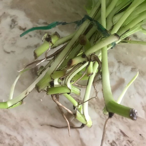 5 Rooted Starter Neon Pothos - Picture 6 of 11